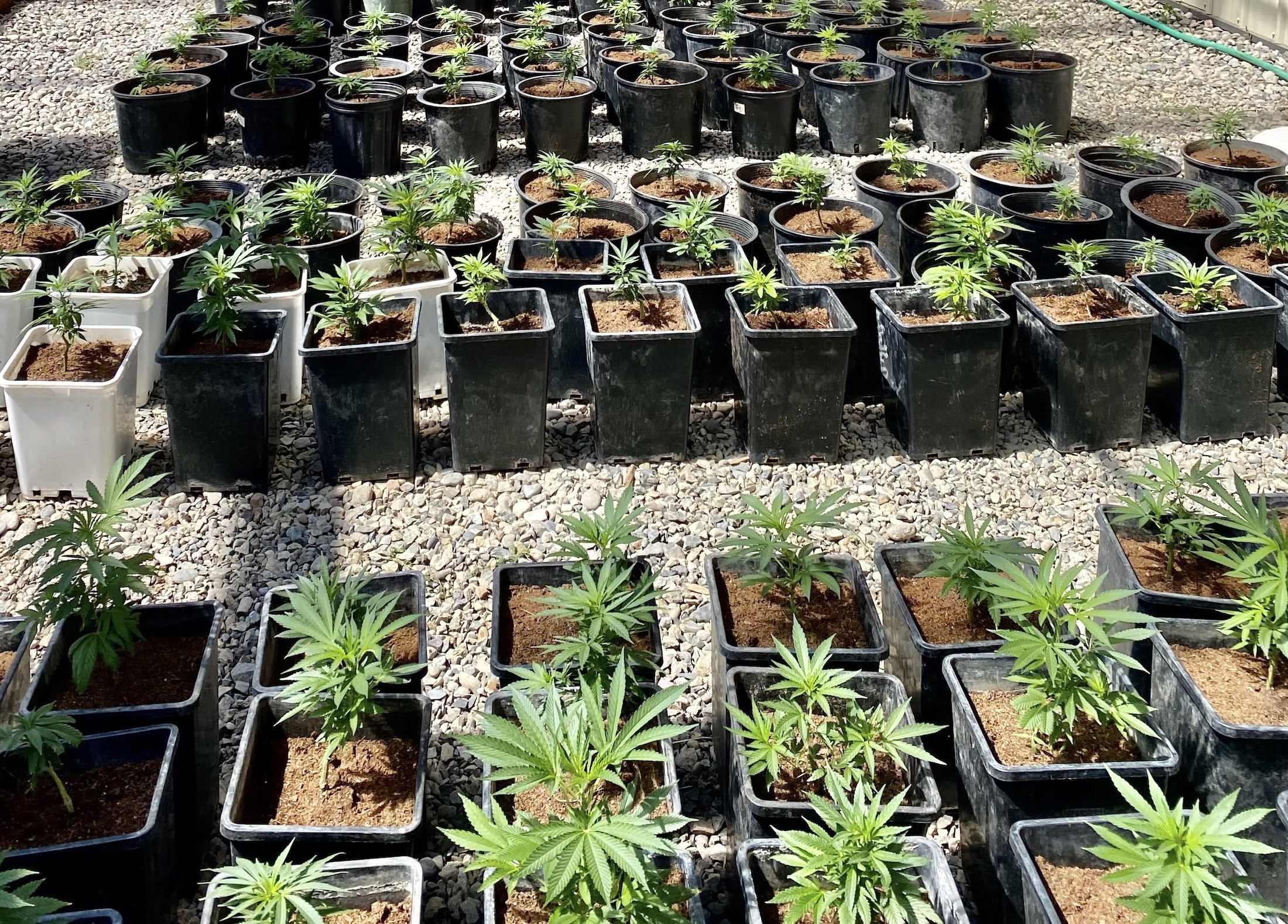 hemp plants, life Research, Paonia, Colorado