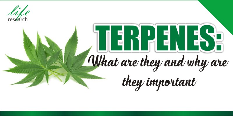 Why Terpenes are Essential to Cannabis Therapeutics