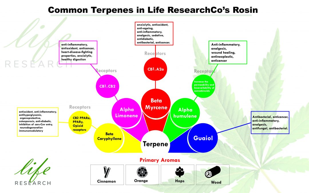 CBGa Hemp Terpenes, their Health Benefits & Metabolism
