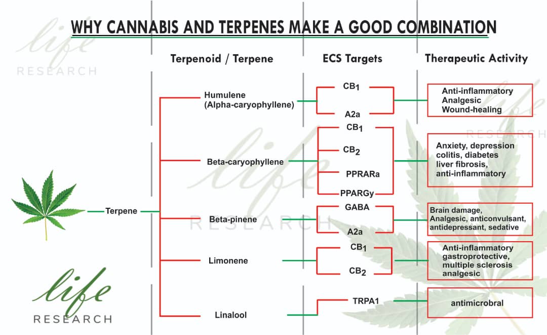 Why Terpenes are Essential to Cannabis Therapeutics - Life Research