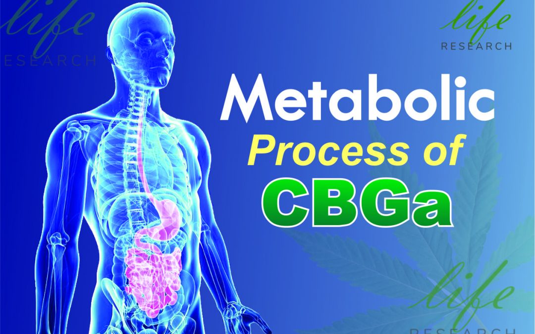Metabolic Process of CBGa