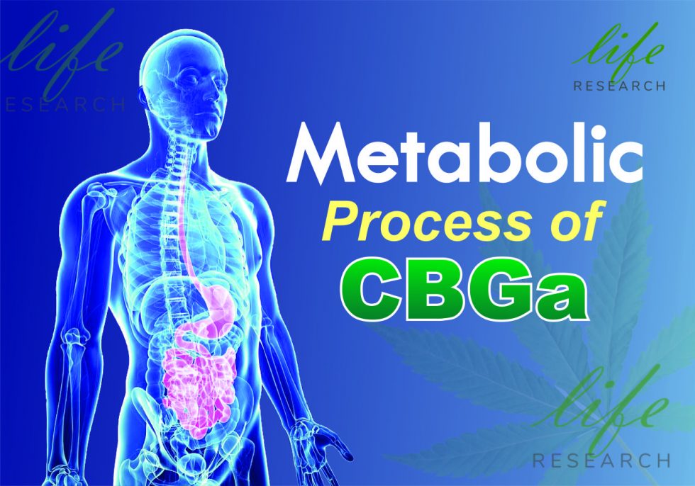 Metabolic Process Of CBGa | Life Research