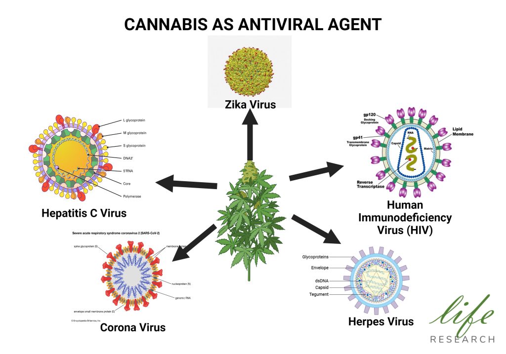 cannabis antiviral activity diagram