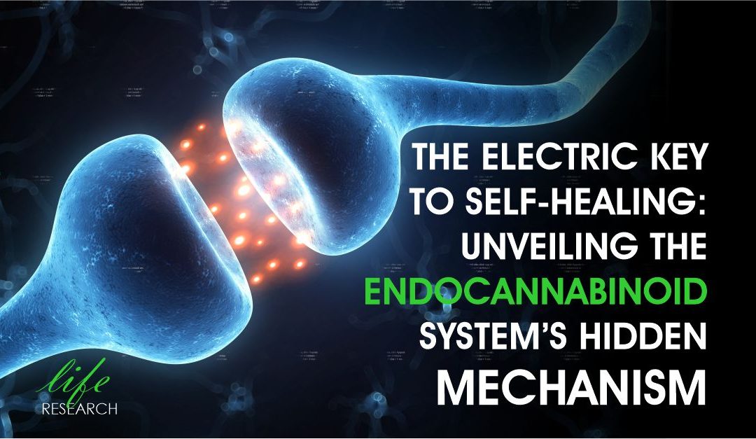 The Electric Key to Self-Healing: Unveiling the Endocannabinoid System’s Hidden Mechanism