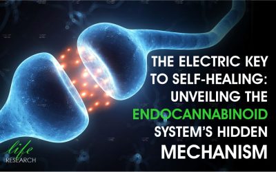 The Electric Key to Self-Healing: Unveiling the Endocannabinoid System’s Hidden Mechanism