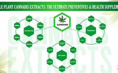 Whole Plant Cannabis Extracts: The Ultimate Preventives & Health Supplements